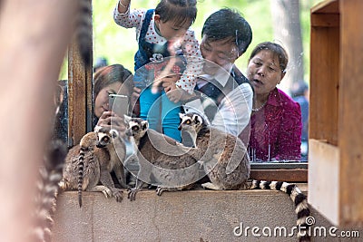 People looking at a group of ring-tailed lemurs, Lemur catta at Beijing Zoo Editorial Stock Photo