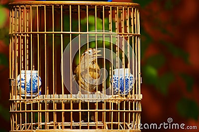 Singing bird in the hanging bamboo cage at Jingshan public park in Beijing, China. Editorial Stock Photo