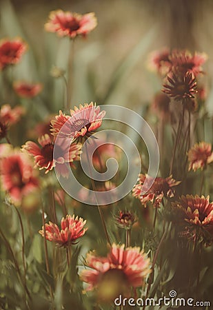 Being in full bloom. Flowering plants. Flowers in blossom. Blossoming flowers on nature landscape. Idyllic summer nature Stock Photo