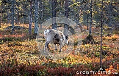 The animals that are mostly encountered in Finland are reindeers. They are very cute creatures and don`t get scared by humans so e Stock Photo