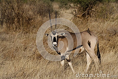 Beisa oryx with oxpeckers Stock Photo