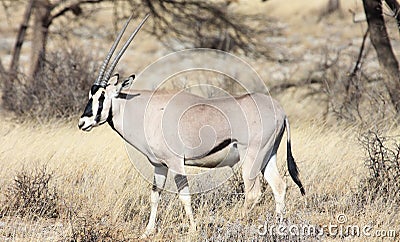 Beisa Oryx in Samburu National Reserve Stock Photo