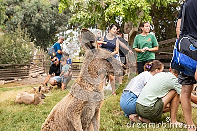 Kangaroos rest on the grass during the day in Gan Guru kangaroo park in Kibutz Nir David in the north of Israel Editorial Stock Photo