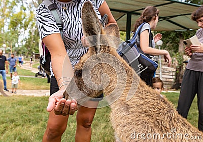 A visitor feeds a kangaroo from his hand in Gan Guru kangaroo park in Kibutz Nir David in the north of Israel Editorial Stock Photo