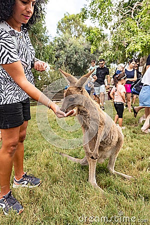 A visitor feeds a kangaroo from his hand in Gan Guru kangaroo park in Kibutz Nir David in the north of Israel Editorial Stock Photo