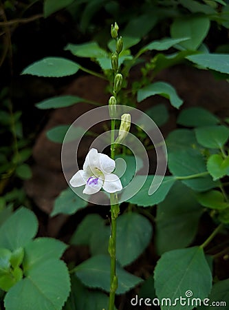 Bekasi, October 2, 2021, Asystasia plants or Israeli flowers, are wild plants that usually grow on the side of the road, Stock Photo