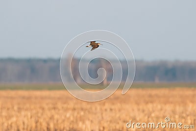 Belarus. Green Sandpiper - Tringa Ochropus Flying In Spring Sky. Small Wader - Shorebird Stock Photo