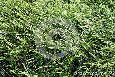 Belarus green wheat field nice summer day Stock Photo