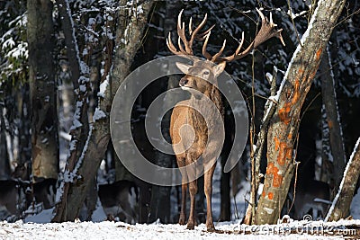 Belarus. Winter Wildlife Landscape With Great Noble Deer Cervus elaphus. Magnificent Deer On The Edge Of Winter Forest. Deer Bre Stock Photo