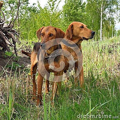 Belarusian Gonchak hound Stock Photo