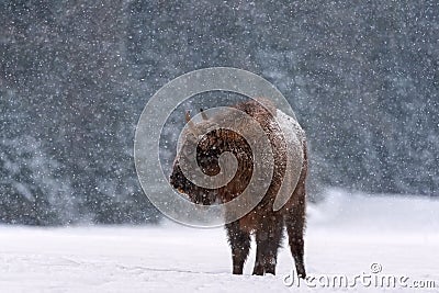 Belarussian Aurochs Or Bison Bonasus. Great European Brown Bison Wisent , One Of The Zoological Attraction Of Bialowieza Forest Stock Photo