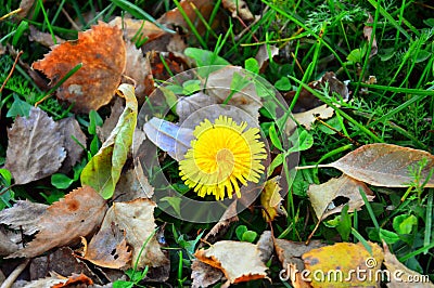 Belated blooming. Yellow blooming dandelion on the background of fallen autumn leaves. Stock Photo