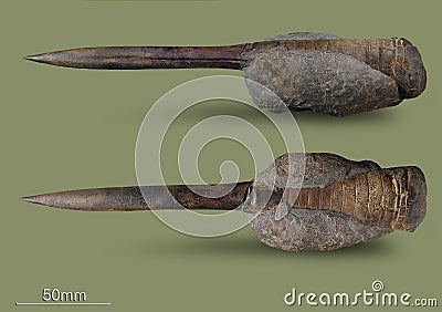 Belemnite - fossil clam. Stock Photo