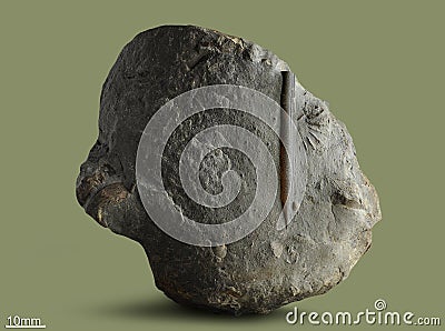 Belemnite - fossil clam. Stock Photo