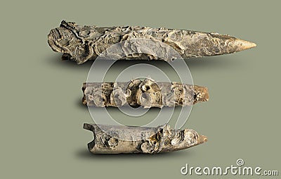 Belemnite - fossil clam. Stock Photo