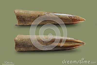 Belemnite - fossil clam. Stock Photo