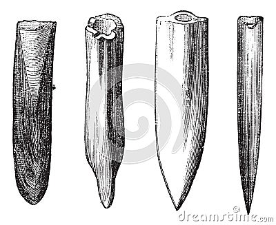 Belemnite Fossils vintage engraving Vector Illustration