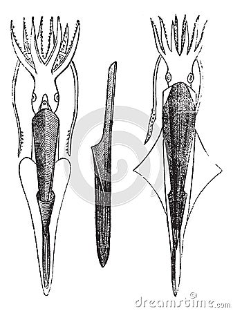 Belemnites vintage engraving Vector Illustration