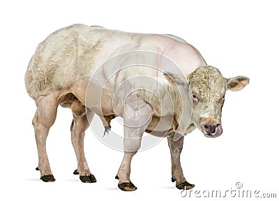 Belgian blue bull (8 months old) Stock Photo