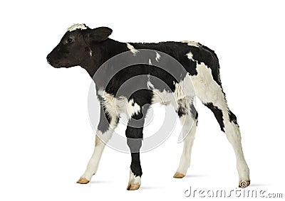 Belgian blue calf Stock Photo