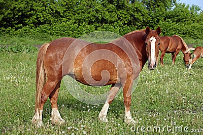 Belgian draft horse in the grass Stock Photo