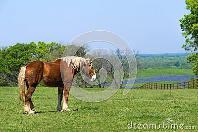 Belgian Draft Horse on green Texas spring pasture Stock Photo