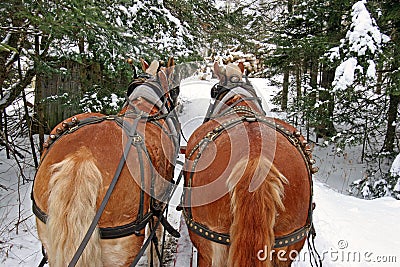 Belgian Draft Horses and sleigh in winter snow Editorial Stock Photo