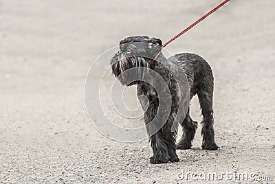 Belgian Griffon Stock Photo