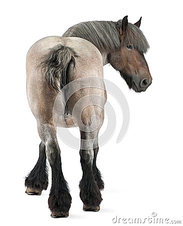 Belgian horse, Belgian Heavy Horse, Brabancon Stock Photo