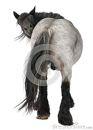 Belgian horse, Belgian Heavy Horse, Brabancon Stock Photo
