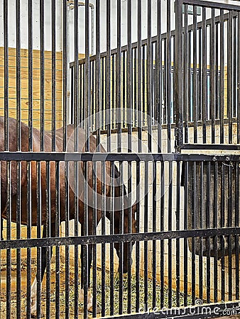 Belgian Horse In Barn Stall Stock Photo