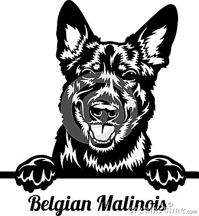 Belgian Malinois Dog - dog breed. BW image of a dogs head isolated on a white background Stock Photo
