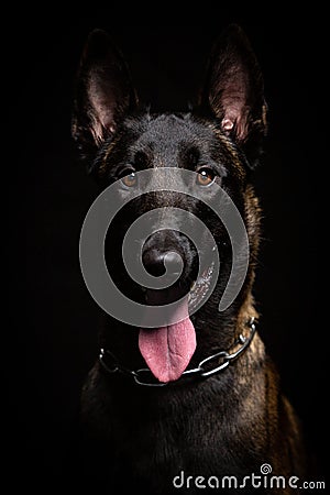 Belgian Malinois dog poses in the studio Stock Photo