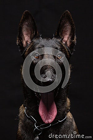 Belgian Malinois dog poses in the studio Stock Photo