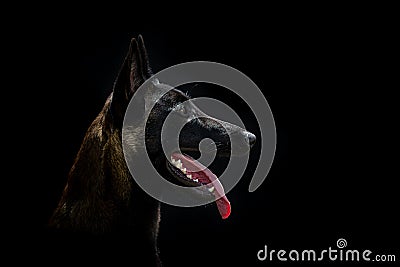 Belgian Malinois dog poses in the studio Stock Photo