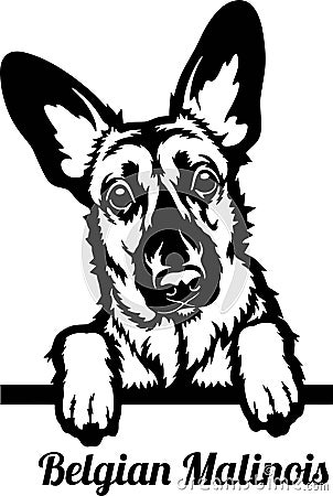 Belgian Malinois Peeking Dog - head isolated on white Vector Illustration