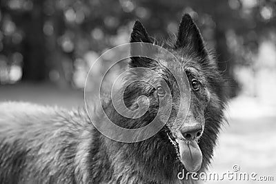 Belgian malinois at red bud isle, austin texas Stock Photo