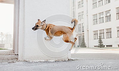 Belgian Malinois Shepherd Performing Wall Vault Trick - Dog Training Concept Stock Photo