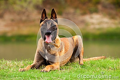 Belgian Malinois young puppy Stock Photo