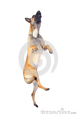 Belgian shepherd dog Stock Photo