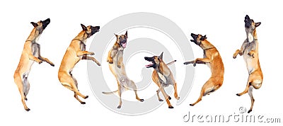 Belgian shepherd dog Stock Photo