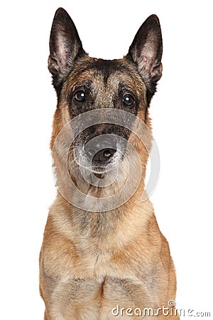 Belgian Shepherd dog Malinois Stock Photo