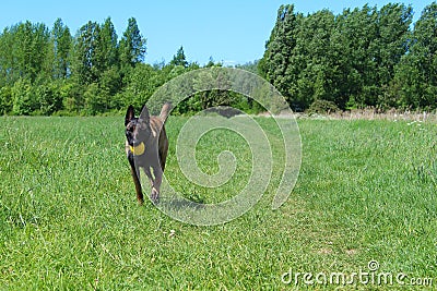 Belgian shepherd dog malinois face Stock Photo