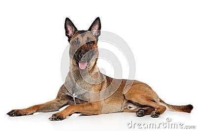 Belgian Shepherd dog Malinois Stock Photo