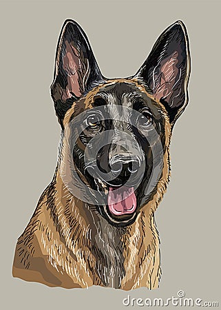Belgian shepherd dog vector hand drawing color Vector Illustration