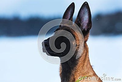 Belgian Shepherd Dog in winter. Snowing background. Winter forest Stock Photo