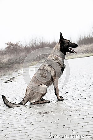 Belgian shepherd. Photo of a beautiful dog. Stock Photo
