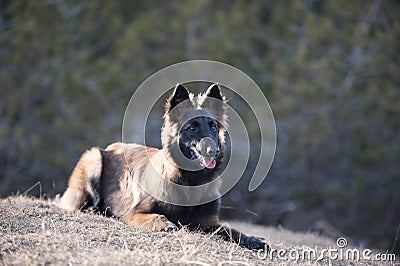 Belgian Shepherd puppy lying down Stock Photo