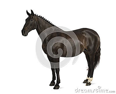 Belgian sport horse (sBs) - 25 years old Stock Photo