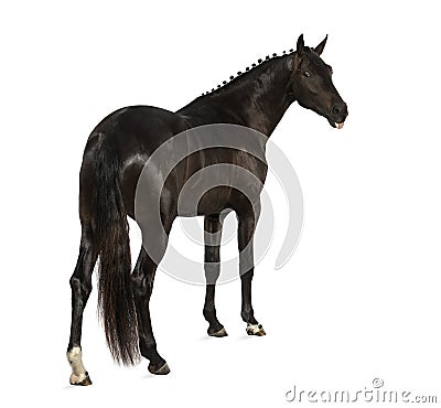 Belgian sport horse (sBs) - 25 years old Stock Photo